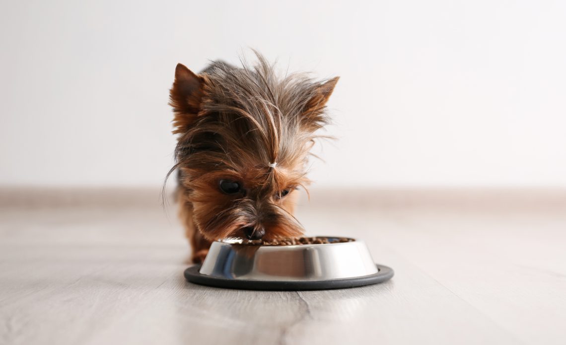5 błędów w żywieniu psa, których należy się wystrzegać