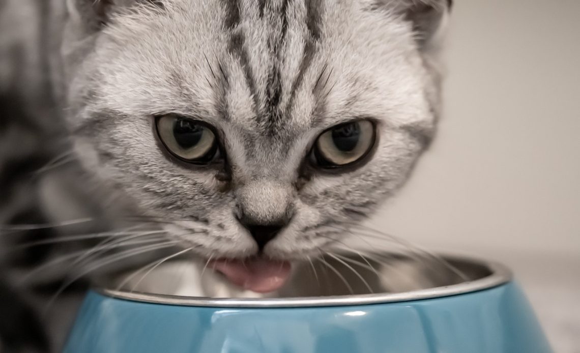 Karmy monobiałkowe dla kota - dlaczego warto wybrać je dla swojego mruczka?